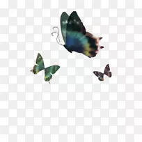 蝴蝶下载-美丽蝴蝶
