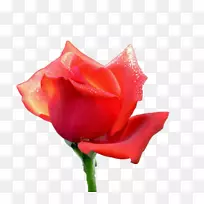 蔷薇园玫瑰、蜈蚣玫瑰、花瓣-一朵玫瑰