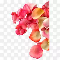 花瓣设计师透明半透明心玫瑰花瓣
