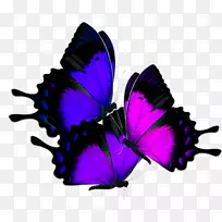 蝴蝶若虫科软件-五颜六色的蝴蝶种类