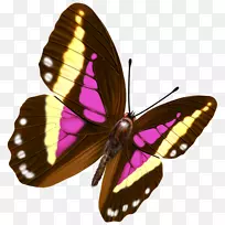 蝴蝶透明和半透明-彩色蝴蝶