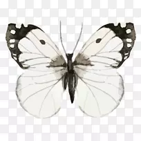 蝴蝶-美丽的蝴蝶水彩