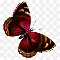 蝴蝶帕皮利奥尤利西斯格里塔本夹艺术-浮动蝴蝶