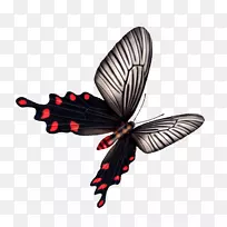 蝴蝶下载-黑色蝴蝶