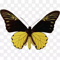 美丽蝴蝶摄影版税-免费-美丽的蝴蝶