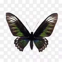 蝴蝶、三角翅翅目、鸟翅-免费-蝴蝶