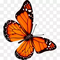 蝴蝶透明度和半透明图标-可爱的蝴蝶