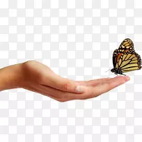 蝴蝶摄影人体-蝴蝶和手掌