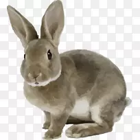 家养白兔棕色宠物洞灰兔可爱小兔载体材料