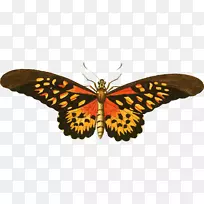 蝴蝶插图-动物蝴蝶