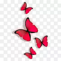 蝴蝶红夹子艺术-红蝴蝶