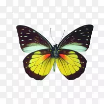 蛋糕亚马逊网站蝴蝶和飞蛾-创意蝴蝶