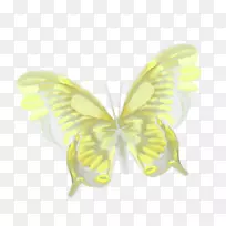 美丽的蝴蝶-美丽的蝴蝶