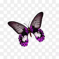 蝴蝶下载-美丽蝴蝶