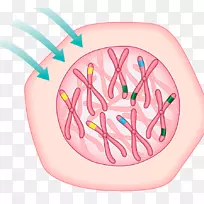 细胞致癌物染色体图.受精卵效应图