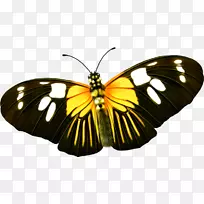 蝴蝶黄色昆虫-可爱的蝴蝶