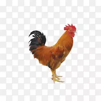 鸡公鸡鹌鹑贴纸家禽-简单鸡料图片