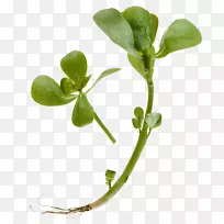 普通马齿苋提取物，草本植物穿孔，麦汁，水葫芦，紫红色，五行草，长碟，五草。