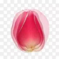 下载应用软件壁纸-粉红色玫瑰花瓣