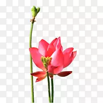 莲花效果郁金香莲花拔料免费