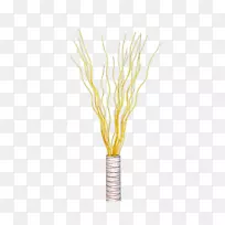 根茎植物-黄龙柳