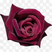 花园玫瑰镜头花瓣-红玫瑰
