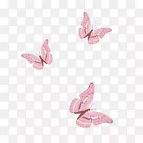 元素，香港粉红蝴蝶