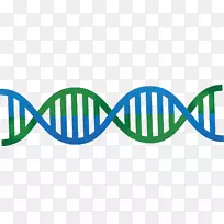 DNA核酸双螺旋载体-蓝色和绿色可爱的DNA载体双螺旋图形