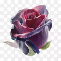 水彩画：花卉水彩画画家-葡萄酒红玫瑰