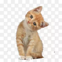 苏格兰褶皱小猫狗-创意可爱的猫头倾斜
