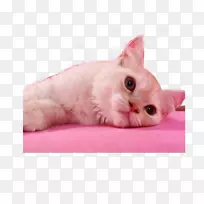 小猫粉红猫须家养短毛猫-不爱猫