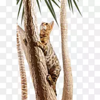 孟加拉猫土耳其安哥拉猫爬树猫