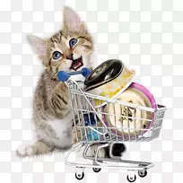 英国速记猫购物猫食粉红猫一只猫