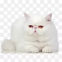 外来速记英国速记康尼什雷克斯布娃娃摄影-白色波斯猫