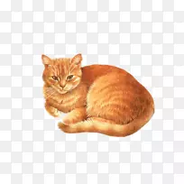 阿比西尼亚小猫，狗夹，橙色猫肚子