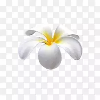 花瓣开花植物电脑壁纸-夏威夷蛋花