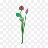 莲子花瓣莲蓬莲子