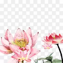 Nelumbo nucifera绘图花卉设计.莲花材料