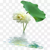 莲藕水生植物花卉设计-荷叶莲花