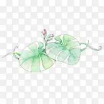 莲藕效果-莲花图片材料