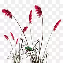 粽子芦苇青红鲜狗尾草装饰图案
