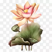 花莲藕剪贴画.手绘莲花