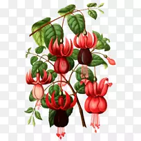 植物学插图植物素描插图手绘灯笼草