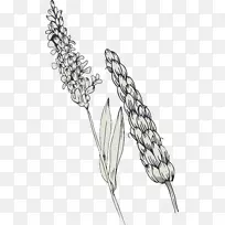 小麦土坯插画.手绘花和小麦