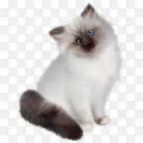 波斯猫，暹罗猫，布娃娃，喜马拉雅猫-白猫