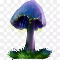 紫菇-紫菇