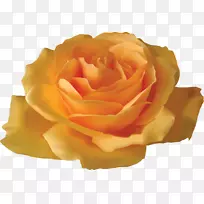 玫瑰黄花夹艺术-创意装饰花卉设计