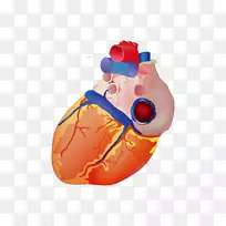心脏解剖图-心脏模型