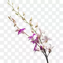 画兰花-牛奶白花