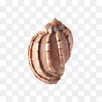兰比斯海螺软体动物壳-海鲜